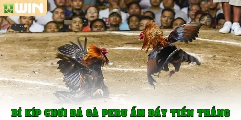 Đá gà Peru - Nơi Những Chiến Kê Toả Sáng Hết Mình 3 Bí kíp chơi đá gà Peru ẵm đầy tiền thắng