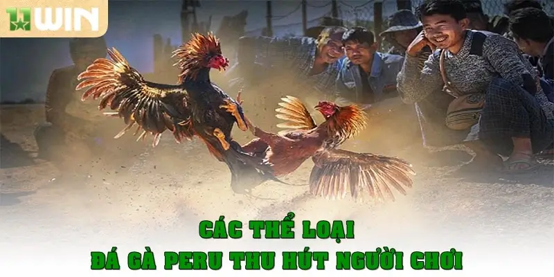 Đá gà Peru - Nơi Những Chiến Kê Toả Sáng Hết Mình 2 Các thể loại đá gà Peru thu hút mọi người chơi