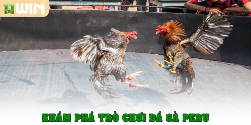 Đá gà Peru - Nơi Những Chiến Kê Toả Sáng Hết Mình 1 Khám phá trò chơi đá gà Peru